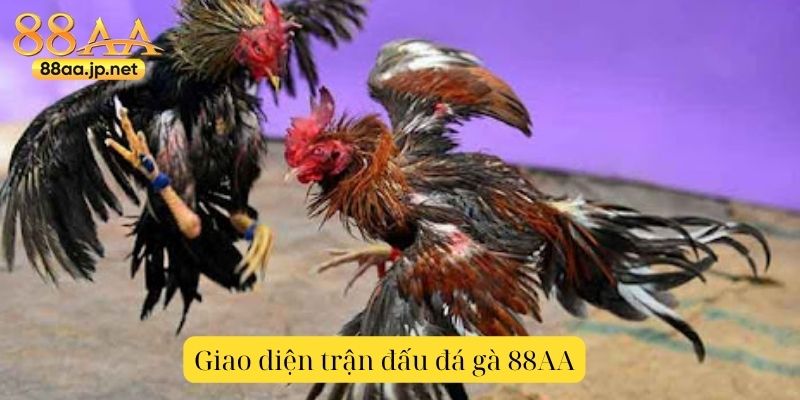 Đá Gà 88AA – Trải nghiệm sôi động, kịch tính, cùng chiến kê đỉnh cao 3 Giao diện trận đấu đá gà 88AA – livestream chân thực