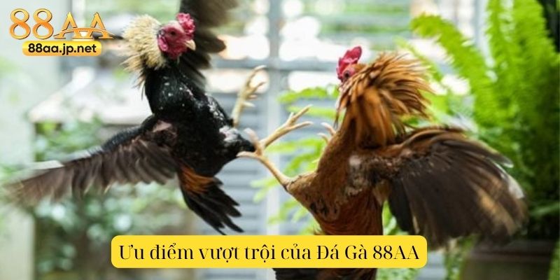 Đá Gà 88AA – Trải nghiệm sôi động, kịch tính, cùng chiến kê đỉnh cao 4 Ưu điểm vượt trội của Đá Gà 88AA
